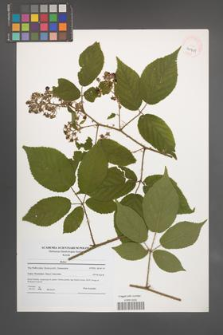 Rubus [KOR 40901]