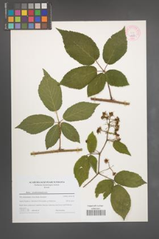 Rubus pseudosiemianicensis [KOR 44205]