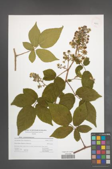Rubus pseudosiemianicensis [KOR 42729]