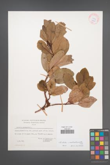 Arbutus ×andrachnoides [KOR 27601]
