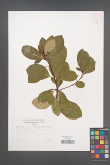 Arbutus ×andrachnoides [KOR 29746]