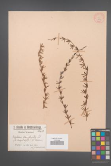 Berberis stenophylla [KOR 497]
