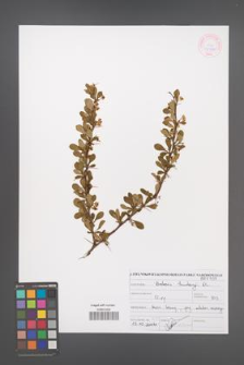 Berberis thunbergii [KOR 46932]