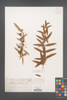 Berberis veitchii [KOR 485]