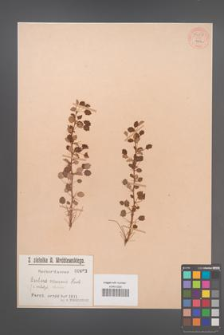 Berberis virescens [KOR 54848]