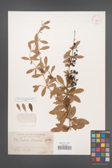 Berberis virescens [KOR 480]
