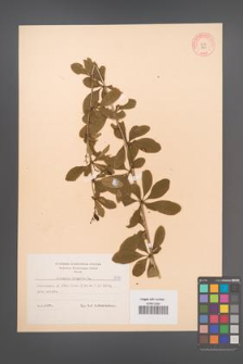 Berberis vulgaris [KOR 8474]