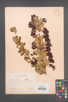 Berberis vulgaris [KOR 3003]