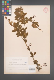 Berberis vulgaris [KOR 5985]