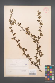 Berberis vulgaris [KOR 5750]