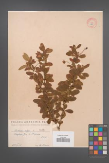 Berberis vulgaris [KOR 1268]