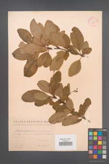 Berberis vulgaris [KOR 12058]