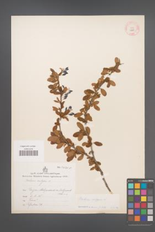 Berberis vulgaris [KOR 12067]
