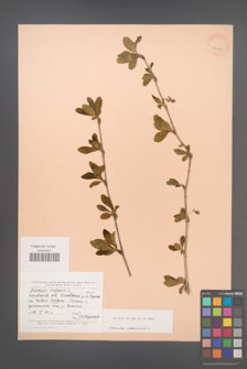 Berberis vulgaris [KOR 24039]