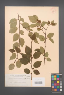 Betula albosinensis [KOR 656]
