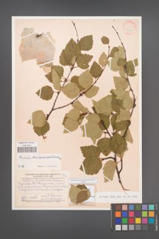 Betula baicalensis [KOR 24445]
