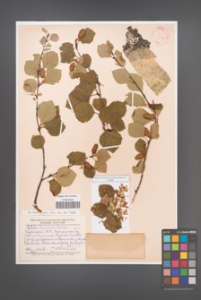 Betula baicalensis [KOR 24452]