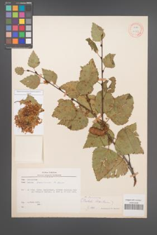 Betula browicziana [KOR 12147]