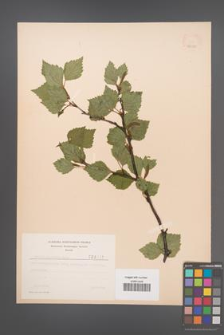 Betula carpatica [KOR 48092]