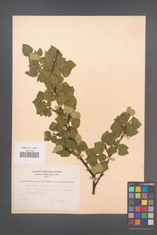 Betula carpatica [KOR 48111]