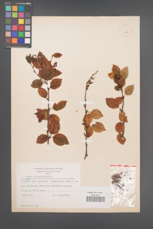 Betula chinensis [KOR 12136]