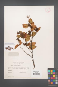 Betula chinensis [KOR 12132]