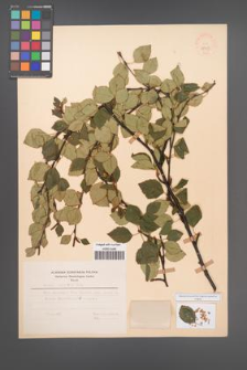 Betula carpatica [KOR 48113a]