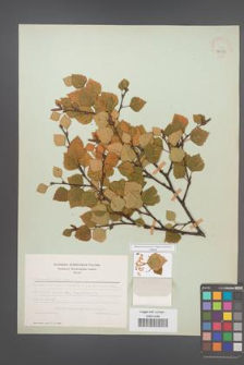 Betula carpatica [KOR 48098]