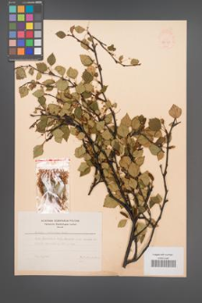 Betula carpatica [KOR 48113]