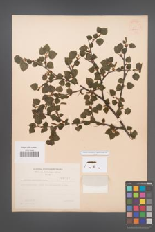 Betula carpatica [KOR 48100]
