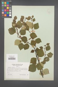 Betula carpatica [KOR 48131]