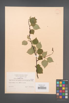 Betula carpatica [KOR 48126]