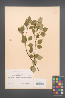 Betula carpatica [KOR 48125]