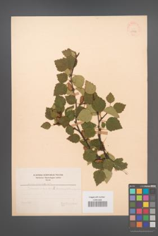 Betula carpatica [KOR 48106]