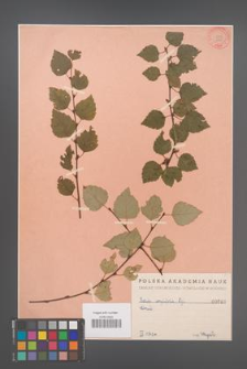 Betula corylifolia [KOR 648]