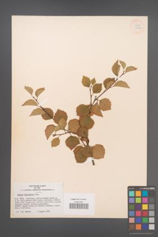 Betula fontinalis [KOR 33827]