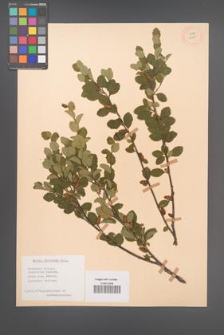 Betula fruticosa [KOR 12101]