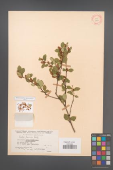 Betula fruticosa [KOR 12104]