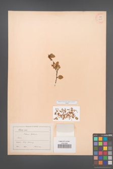 Betula fruticosa [KOR 12095]