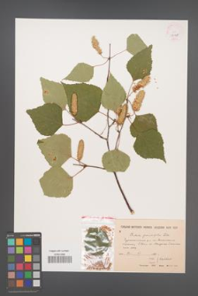 Betula grandifolia [KOR 12128]
