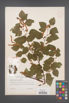 Betula hissarica [KOR 12108]