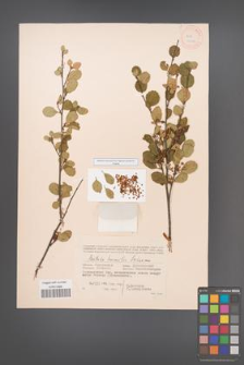 Betula humilis [KOR 12117]