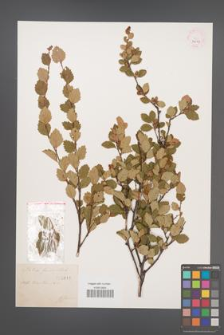 Betula humilis [KOR 3613]