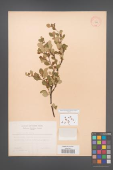 Betula humilis [KOR 9068]