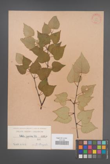Betula japonica [KOR 619]