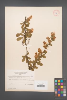 Berberis vulgaris [KOR 7726]