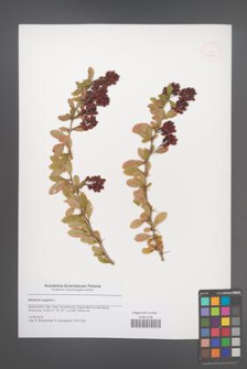 Berberis vulgaris [KOR 51574]