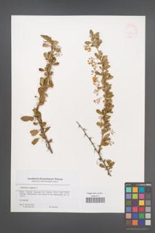 Berberis vulgaris [KOR 44791]