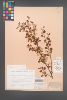 Betula extremiorientalis [KOR 24447]