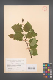 Betula litwinowii [KOR 12154]